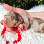 Dodo-male-miniature-dachshund-puppy-for-sale-1 (2)