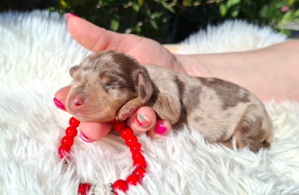 Dodo Miniature Dachshund