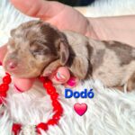 Dax Miniature Dachshund