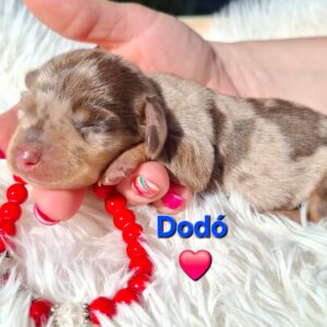 Dodo Miniature Dachshund