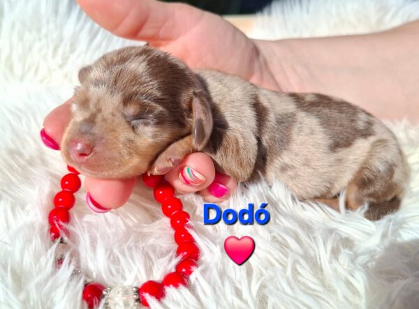 Dodo Miniature Dachshund