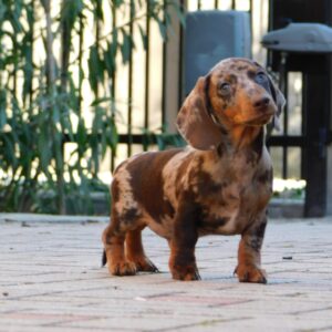 Dodo Miniature Dachshund