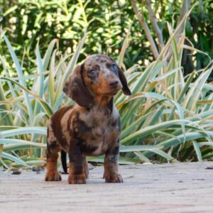 Dodo Miniature Dachshund