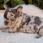 Dolores-female-french-bulldog-puppy-for-sale-1 (1)