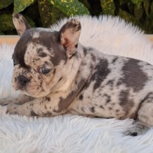 Dolores French Bulldog