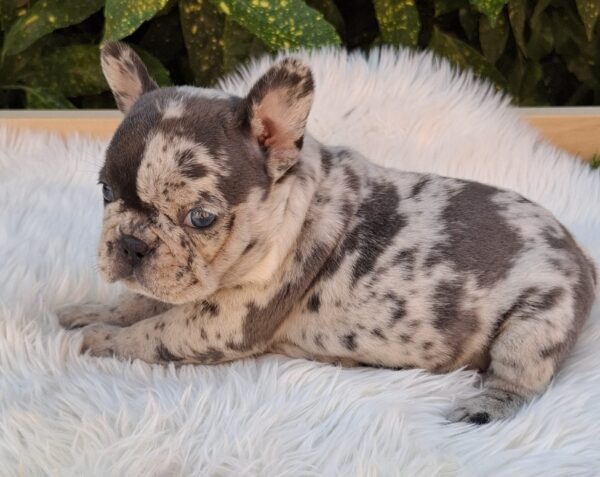 Dolores French Bulldog
