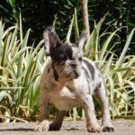 Rosh French Bulldog