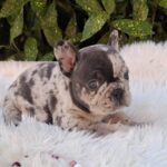 Dolores-female-french-bulldog-puppy-for-sale-1 (2)