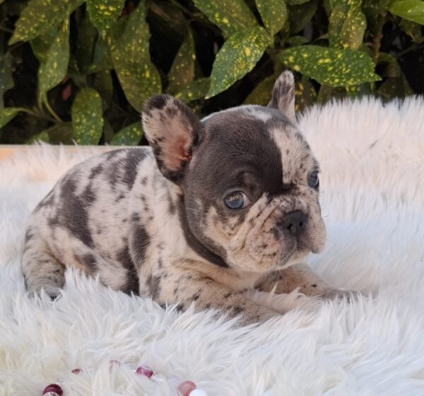 Dolores French Bulldog