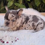 Dolores-female-french-bulldog-puppy-for-sale-1 (3)