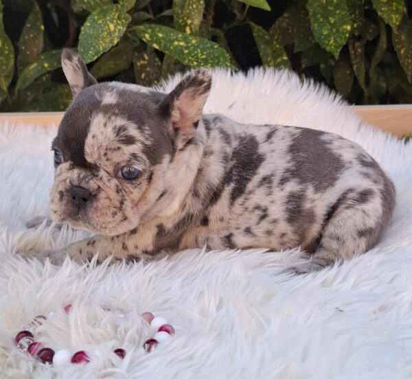 Dolores French Bulldog