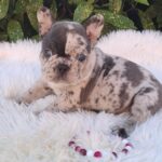 Rosh French Bulldog