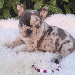Dolores French Bulldog