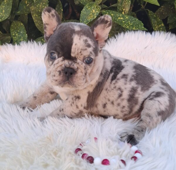 Dolores French Bulldog