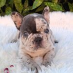 Dolores-female-french-bulldog-puppy-for-sale-1 (5)