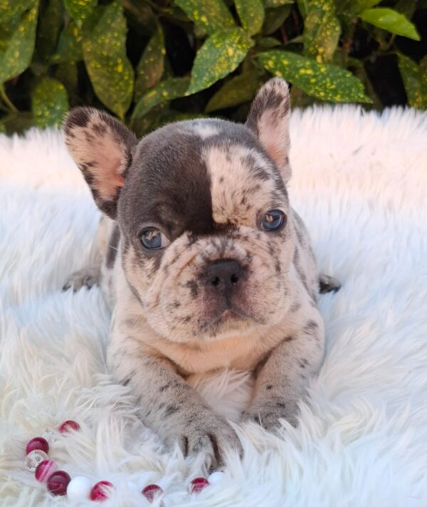 Dolores French Bulldog