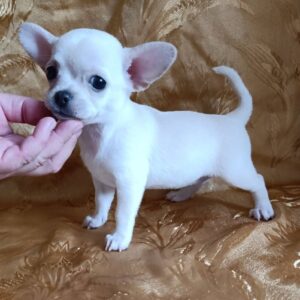 Donna Chihuahua