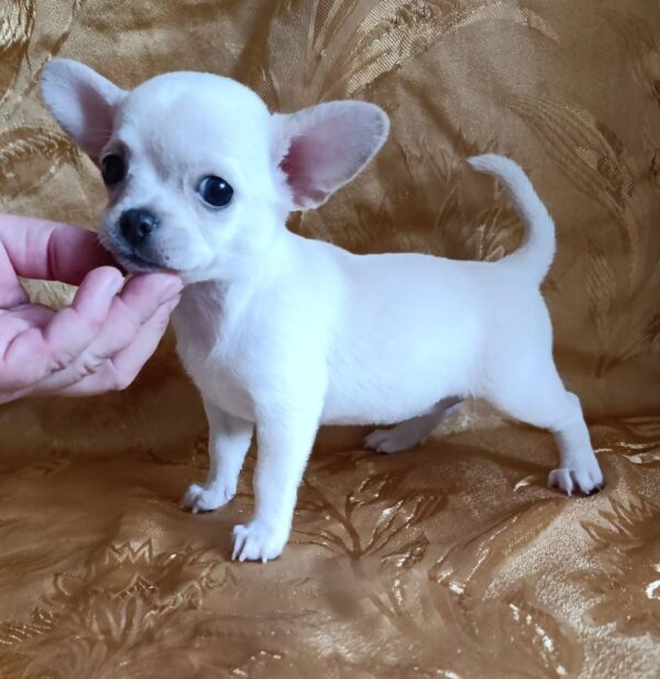 Donna Chihuahua