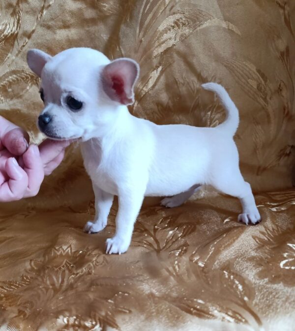 Donna Chihuahua