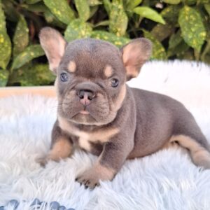 Donnie French Bulldog