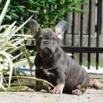 Donnie-male-french-bulldog-puppy-for-sale- (1)