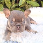 Donnie-male-french-bulldog-puppy-for-sale-1 (2)