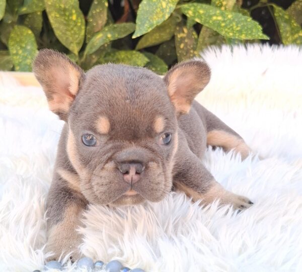 Donnie French Bulldog
