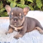 Dexter French Bulldog