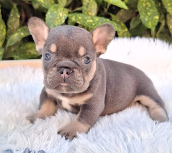 Donnie French Bulldog
