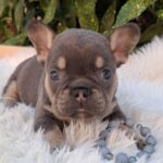 Donnie-male-french-bulldog-puppy-for-sale-1 (4)