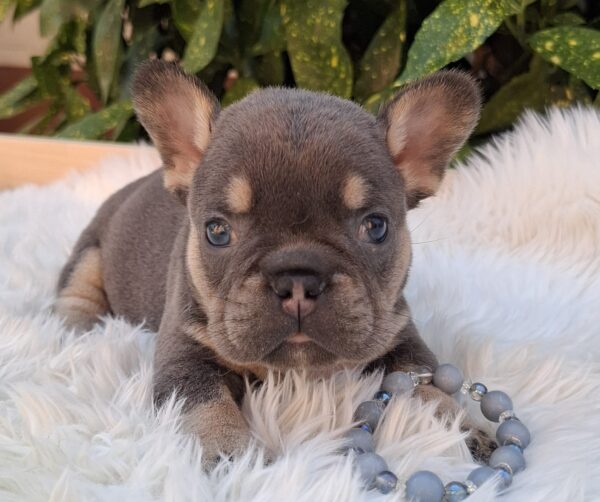 Donnie French Bulldog