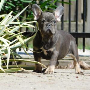 Donnie French Bulldog