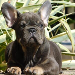 Donnie French Bulldog