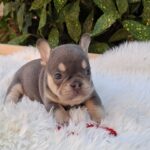 Dottie-female-french-bulldog-puppy-for-sale-1 (1)