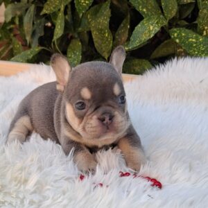 Dottie French Bulldog