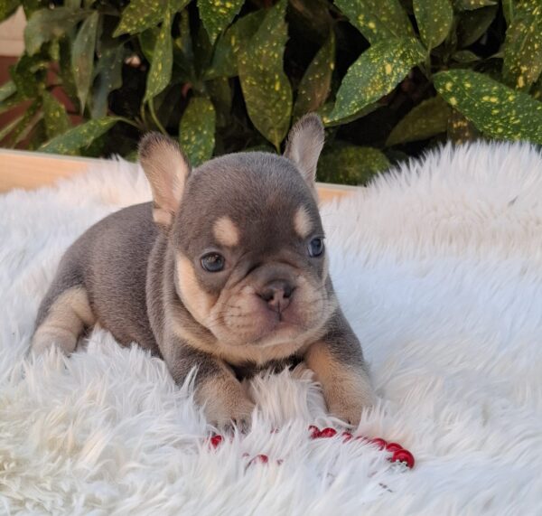 Dottie French Bulldog
