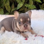 Dottie-female-french-bulldog-puppy-for-sale-1 (2)