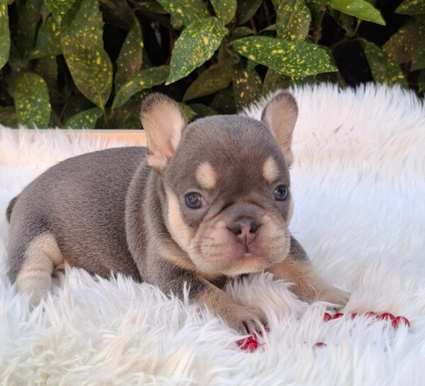 Dottie French Bulldog