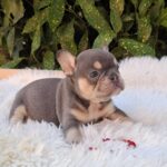 Dottie-female-french-bulldog-puppy-for-sale-1 (3)