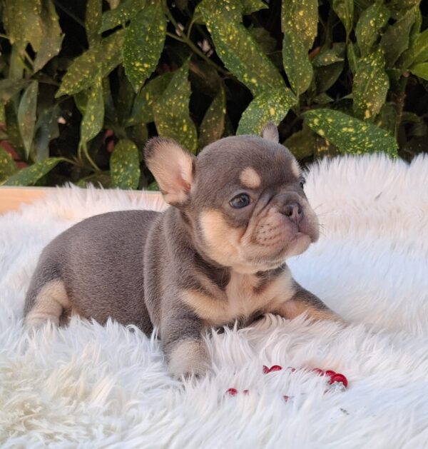 Dottie French Bulldog
