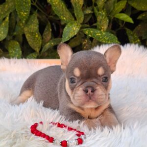 Dottie French Bulldog