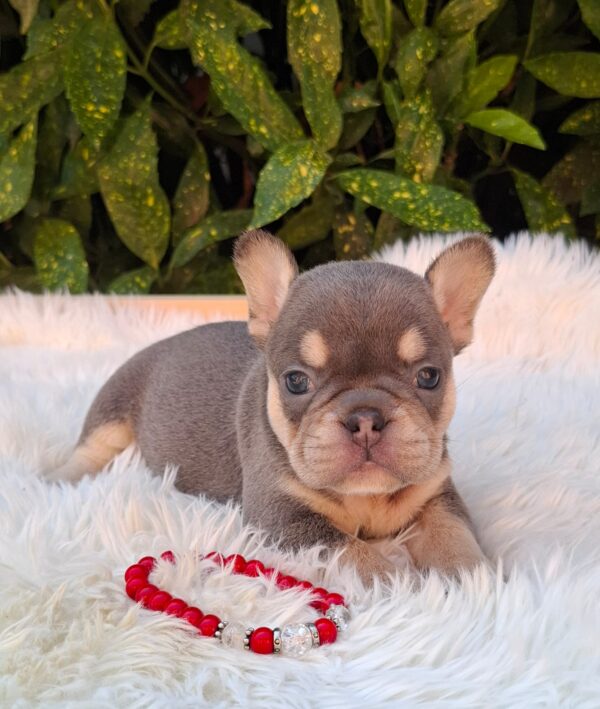 Dottie French Bulldog