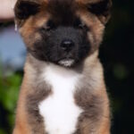 Duncan-male-American-Akita-puppy-for-sale-1 (1)