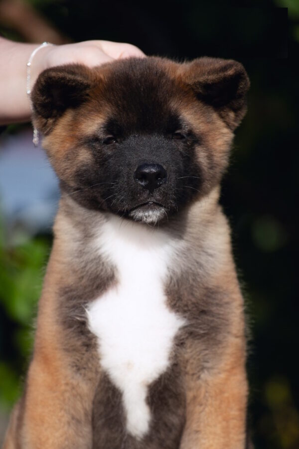 Duncan American Akita