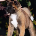 Duncan-male-American-Akita-puppy-for-sale-1 (2)