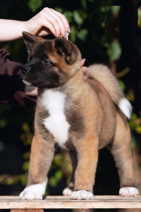 Duncan American Akita