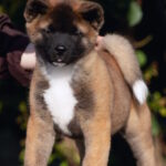 Duncan-male-American-Akita-puppy-for-sale-1 (3)