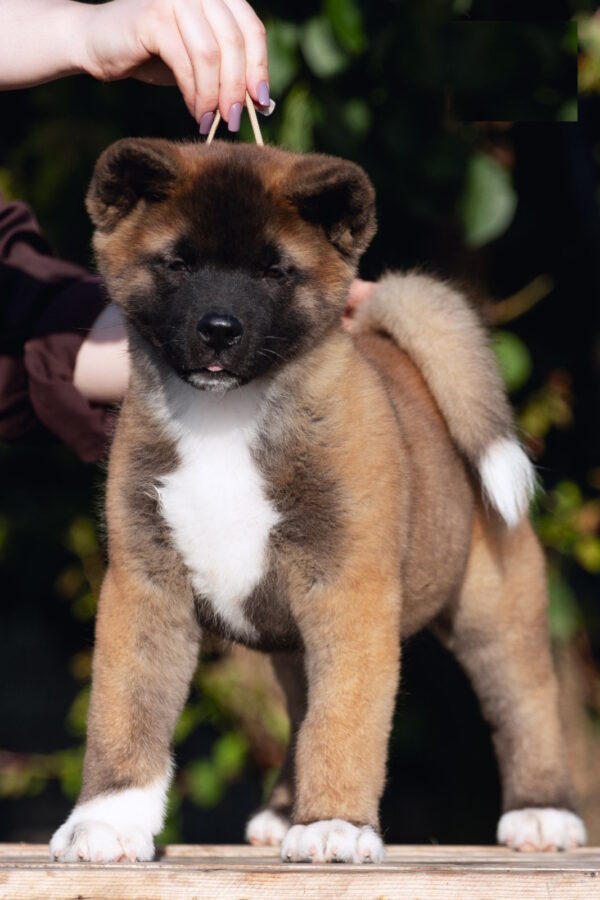 Duncan American Akita