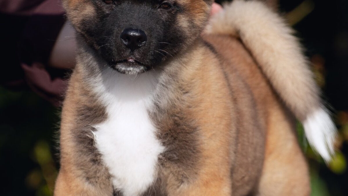 Akita Inu Puppy Price Male Akita Puppies For Sale American Akita - Main Image