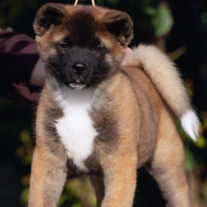 Duncan American Akita